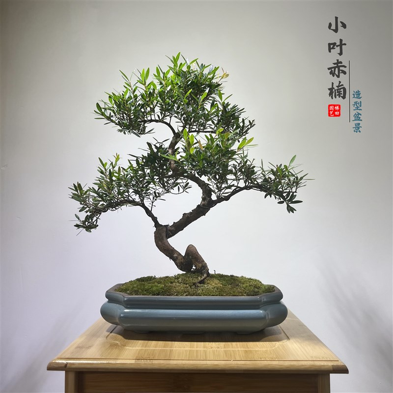 岭南盆景小叶赤楠造型树桩摆件桌面盆栽观赏茶室常青老桩茶桌绿植