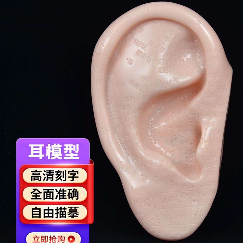 脚部穴位模型带穴位反射区耳部模型教学工具足部经络初学者小皮人