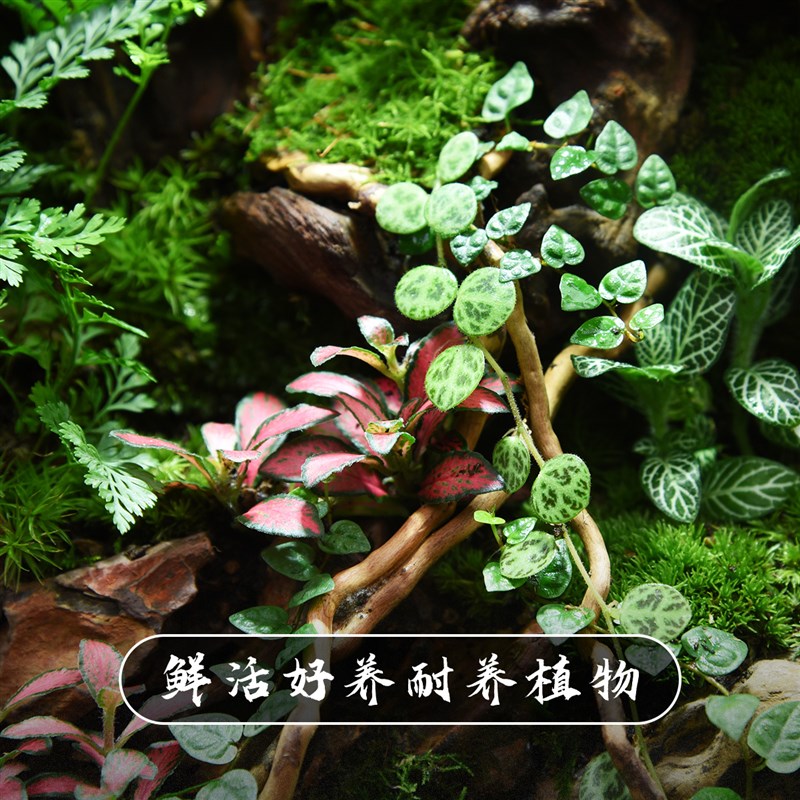 雨林生态缸创意微景观桌面绿植盆栽全套成品礼物植物森林峡谷造景