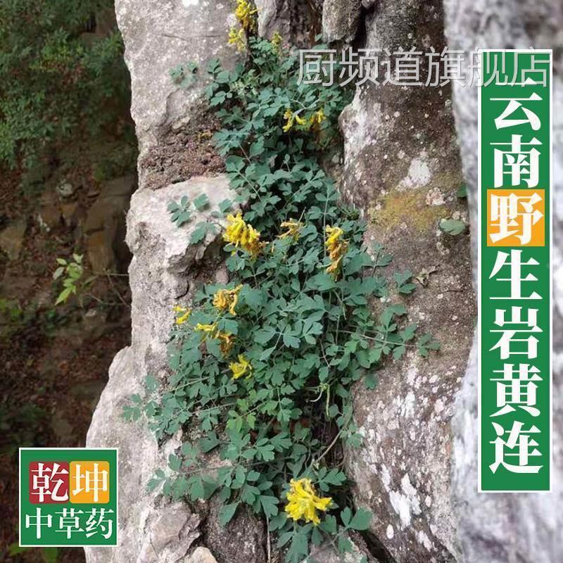云南野生岩黄连250克 整棵带根干货 岩连 崖黄连 菊花黄连 土黄连