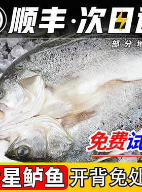 深海七星鲈鱼开背新鲜冷冻鲜活海鲈鱼海鱼卢鱼水产烤鱼半成品商用