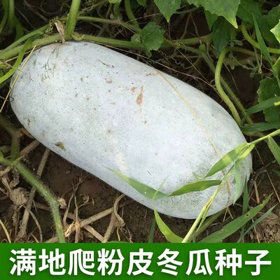 满地爬粉皮大冬瓜种子高产易种