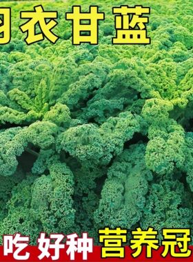 四季耐寒高钙羽衣甘蓝种子