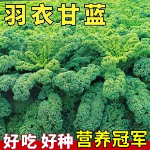羽衣甘蓝种子四季阳台耐寒食用橄榄菜大田易种盆栽高钙蔬菜种子