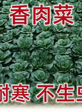 正宗苏州青菜种香肉菜耐寒耐热小青菜苏州青秋冬季蔬菜种子赠肥料