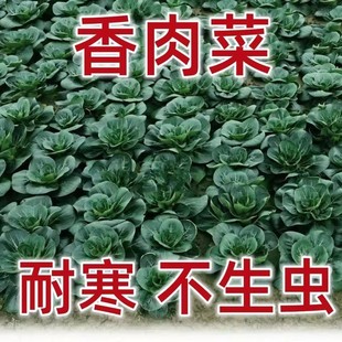 正宗苏州青菜种香肉菜耐寒耐热小青菜苏州青秋冬季 蔬菜种子赠肥料