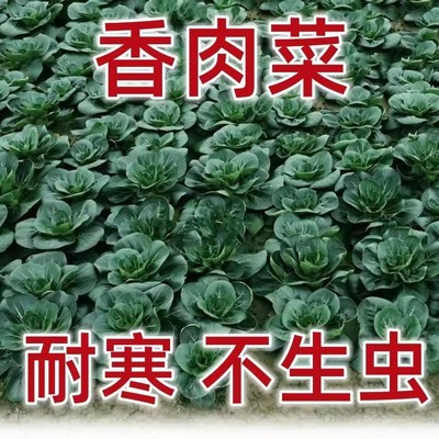 苏州青菜种香肉菜耐寒耐热小青菜