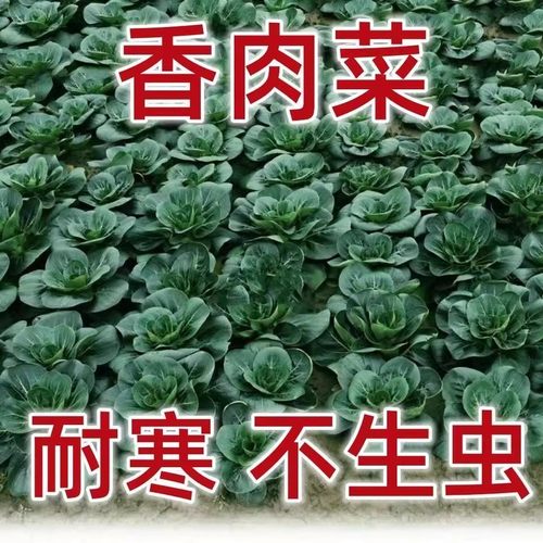 苏州青菜种香肉菜耐寒耐热小青菜