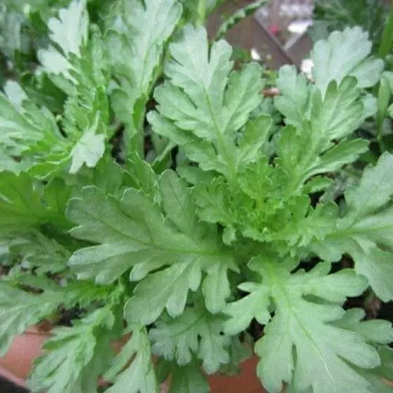 皇帝菜小叶茼蒿菜种子分叉多花叶茼蒿四季青菜春菊菜蔬菜阳台盆栽
