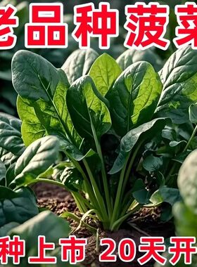大叶菠菜种子四季蔬菜冬季籽种