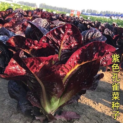 紫孔雀菜四季高钙沙拉生菜种子