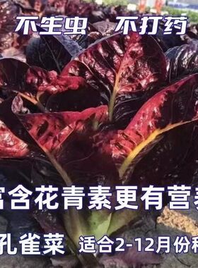 正宗紫孔雀菜种子欧美沙拉包心生菜种籽四季种植高钙营养养颜蔬菜