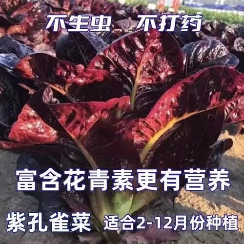 正宗紫孔雀菜种子欧美沙拉包心生菜种籽四季种植高钙营养养颜蔬菜