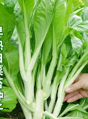 早熟甜脆白菜苔种子农家庭院大田侧芽多味甜软白菜心耐寒秋季播种