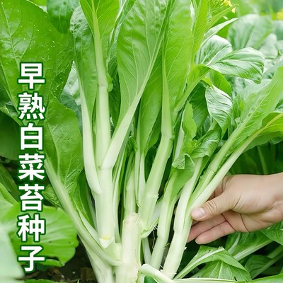 早熟甜脆白菜苔种子农家庭院
