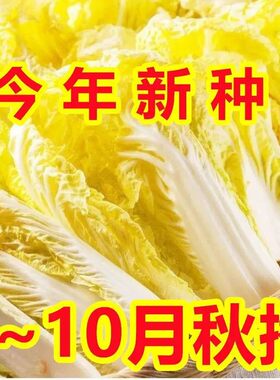 四季黄金娃娃菜种子黄心娃娃菜种春夏秋四季播种蔬菜花盆盆栽阳台