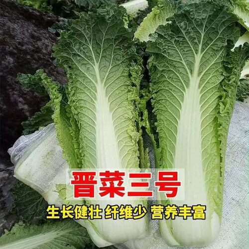 晋菜三号大白菜种子四季播耐高温
