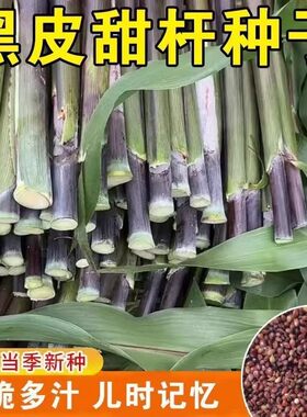 可越冬黑皮冰糖甜杆种子高糖度