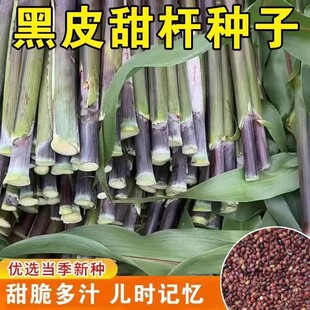 可越冬【黑皮冰糖甜杆】正宗根根甜糖度高汁水足菜园种植水果种子