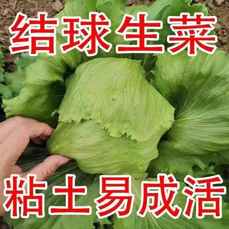 球形生菜种子圆生菜春夏秋四季播生菜种子球菜种子结球玻璃生菜