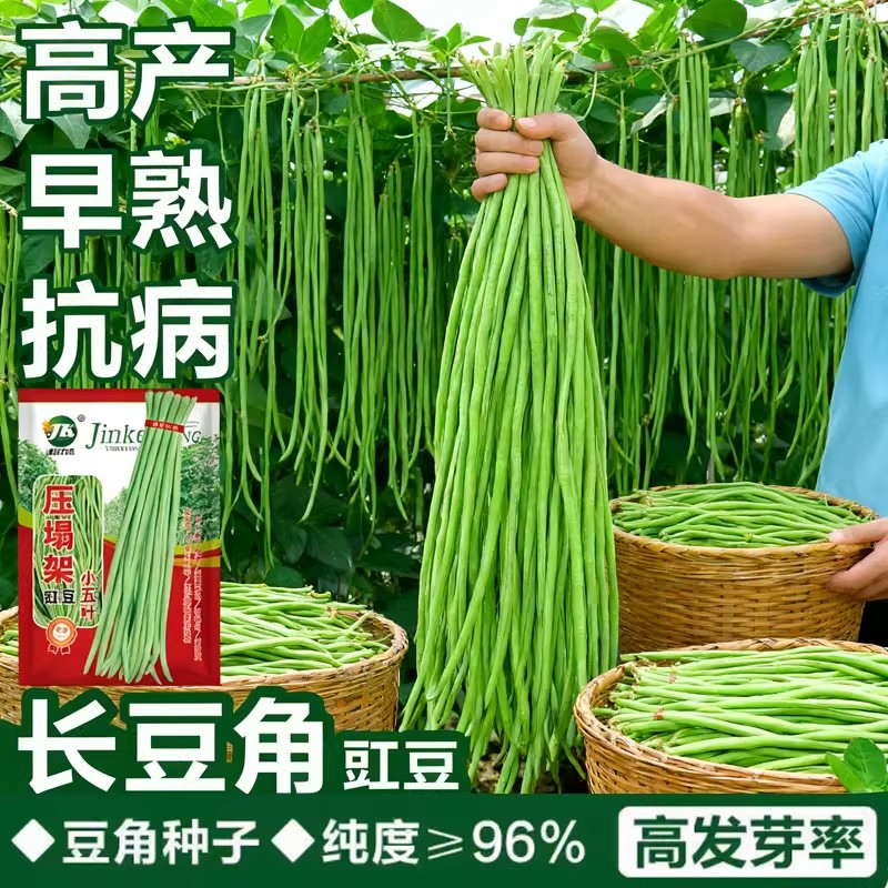 长豆角种子压塌架小五叶特长豇豆种籽庭院田园爬藤一点红蔬菜种图片