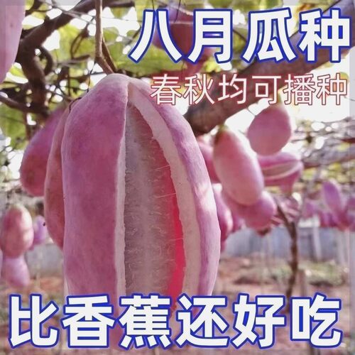 紫色八月瓜种子当年果甜瓜易种