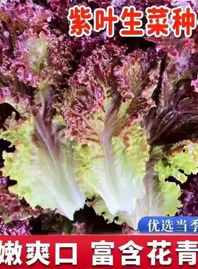 正宗紫叶生菜种子四季紫色沙拉菜种子四季种植耐寒热庭院蔬菜种子