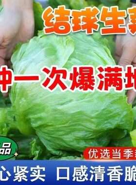 结球生菜包心沙拉火锅盆栽种子