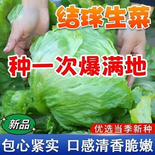 结球生菜奶油圆生菜西餐汉堡火锅用包心沙拉新鲜蔬菜圆西生菜盆栽