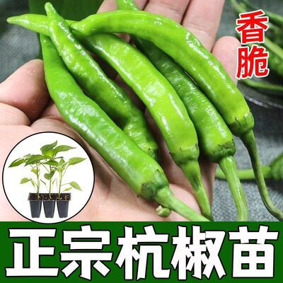 杭椒线椒特辣高产阳台盆栽种子
