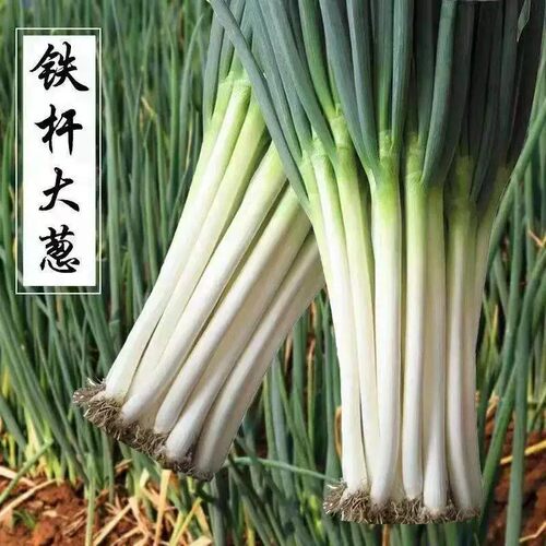 章丘铁杆大葱种子高产耐寒
