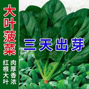 大叶菠菜种子三天出芽耐热速生快菜阳台四季蔬菜种籽肉厚香浓盆栽