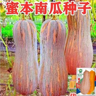 蜜本南瓜种子超甜特甜南瓜种籽高产香甜春季南方四季孑潜力密本