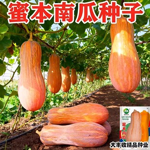 蜜本南瓜种子超甜特甜南瓜种籽高产香甜春季南方四季孑潜力密本
