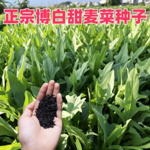 花芽甜麦菜种子甜脆花芽甜麦菜种子阳台盆栽耐热耐寒脆嫩蔬菜籽种