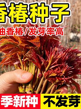 香椿种子四季种植速生红油
