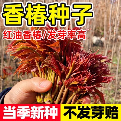 香椿种子四季种植速生红油