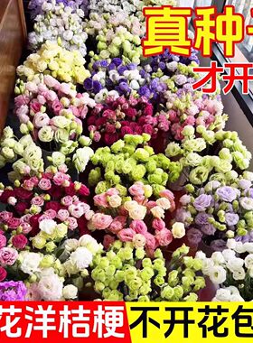 四季洋桔梗花种子种易活花苗室内室外玫瑰种孑盆栽花卉花种籽花籽