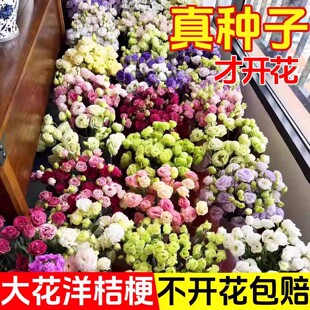 四季洋桔梗花种子种易活花苗室内室外玫瑰种孑盆栽花卉花种籽花籽