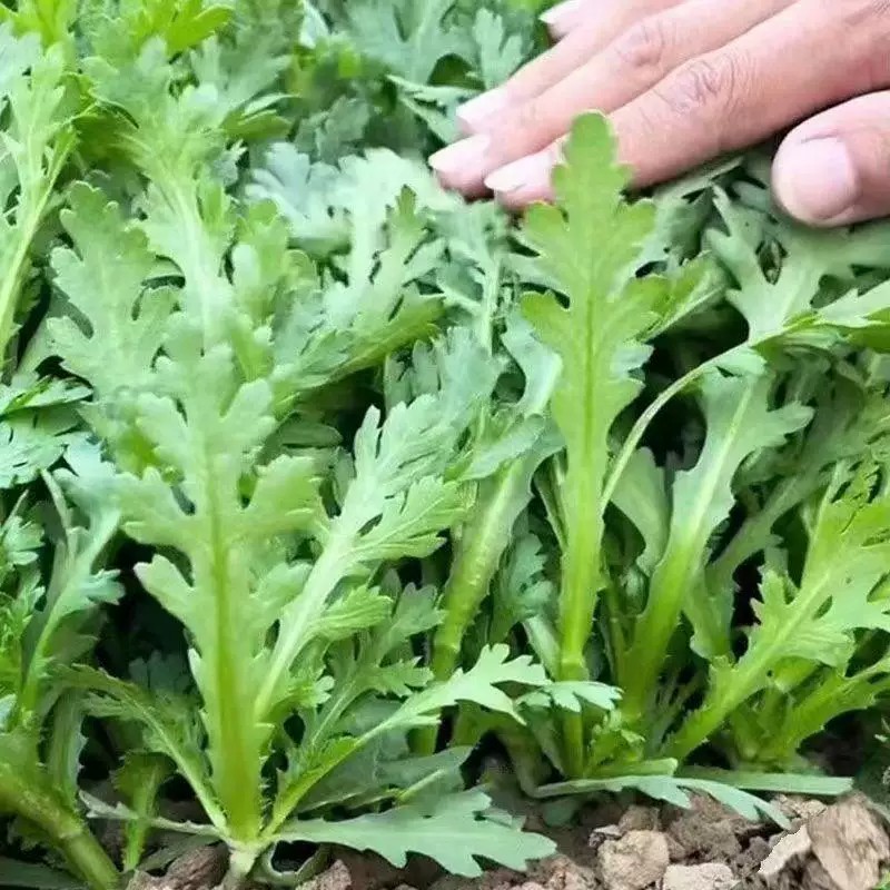 小叶茼蒿菜种皇帝菜子分叉多花叶茼蒿四季青菜春菊菜蔬菜种子阳台