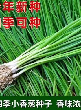 香葱种籽分葱种子籽全套春季蔬菜种子大全正宗空心香葱种籽耐热
