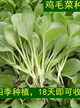 四季小青菜种子鸡毛菜种子耐热耐寒庭院盆栽阳台蔬菜种子小青菜籽