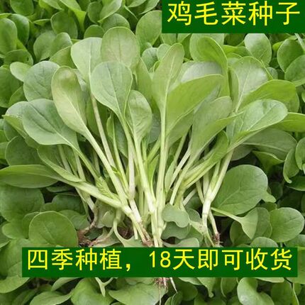 四季小青菜种子鸡毛菜种子耐热耐寒庭院盆栽阳台蔬菜种子小青菜籽