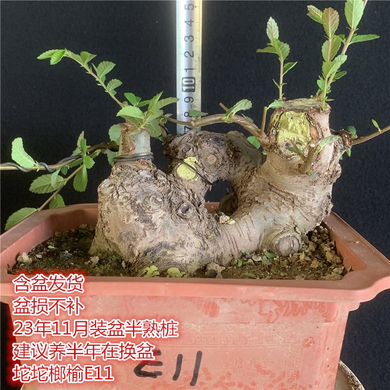 耐寒小叶榔榆怪异耐热榆木疙瘩矮霸坨坨造型室外老桩榆钱阳台盆景