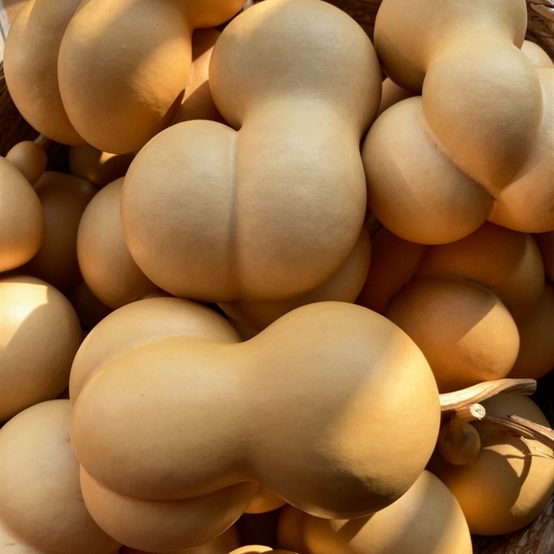 一物一图天然精品文玩勒扎异形小金蟾工艺礼品摆饰手把件老葫芦