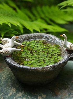 创意铜钱草水培植物花盆石臼可爱小白鸭子摆件花园庭院茶桌装饰品