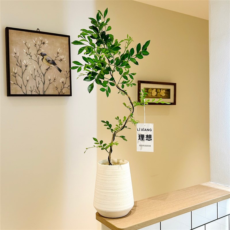 婀娜美人九里香盆栽办公室桌面花卉绿植客厅四季开花爆盆好养植物