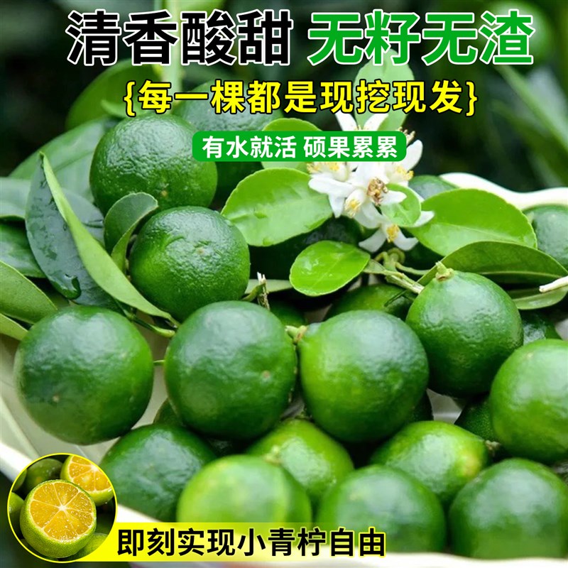 海南小青柠树苗可食用带果盆栽香水柠檬果苗庭院阳台金桔四季好种