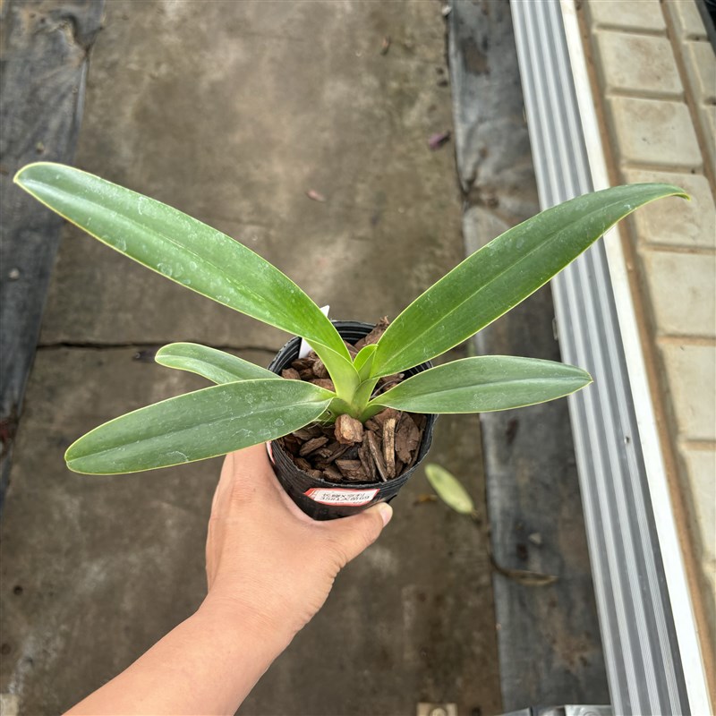 万峰绿缘[长瓣x亨利兜兰]一杆多花兰花苗精品名品室内阳台好养