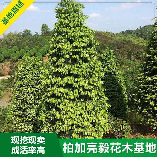精品红豆杉出售  2.5m红豆杉 风景观赏红豆杉树 基地直销 可